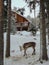 Northern reindeer between the pines