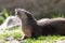 Northern river otter eating grey rat