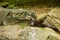 Northern river otter - Lontra canadensis laxatina