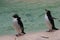 Northern Rockhopper Penguin - Eudyptes moseleyi