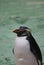 Northern Rockhopper Penguin - Eudyptes moseleyi