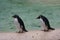 Northern Rockhopper Penguin - Eudyptes moseleyi