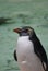 Northern Rockhopper Penguin - Eudyptes moseleyi