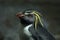 Northern rockhopper penguin (Eudyptes moseleyi).