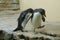 Northern rockhopper penguin (Eudyptes moseleyi).