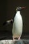 Northern rockhopper penguin (Eudyptes moseleyi).