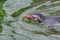 Northern rockhopper penguin Eudyptes moseleyi. Wild life anima