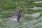 Northern rockhopper penguin Eudyptes moseleyi. Wild life anima