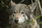 Northern Rocky Mountains wolf, Canis lupus irremotus