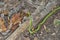 A Northern Rough Green snake on a trail in Maryland