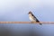 Northern rough-winged swallow