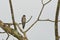 Northern Rough-Winged Swallow Looking over Shoulder