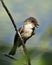 Northern Rough-winged Swallow photo stock. Close-up profile view, perched on a branch with open beak, displaying brown feather