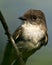 Northern Rough-winged Swallow photo stock. Head close-up. Blur background. Branch. Brown feather plumage. Image. Picture. Portrait