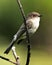 Northern Rough-winged Swallow photo stock. Image. Picture. Portrait