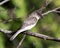 Northern Rough-winged Swallow photo stock. Perched. Blur green background. Image. Picture. Portrait. Looking to the right side.