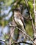 Northern Rough-winged Swallow photo stock. Perched on branch. Blur background. Image. Picture. Portrait