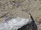 Northern Rough-winged Swallow on a Rock