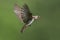 Northern Rough-winged Swallow (Stelgidopteryx serripennis)