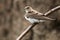 Northern Rough-winged Swallow - Stelgidopteryx serripennis