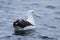 Northern Royal Albatross, Diomedea sanfordi