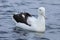 Northern Royal Albatross, Diomedea sanfordi, at sea