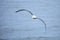 Northern royal albatross in flight, Taiaroa Head, Otago Peninsula, New Zealand