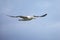 Northern royal albatross in flight, Taiaroa Head, Otago Peninsula, New Zealand