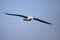 Northern royal albatross in flight, Taiaroa Head, Otago Peninsula, New Zealand