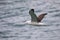 Northern royal albatross in flight, Taiaroa Head, Otago Peninsula, New Zealand