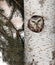 Northern Saw-Whet owl