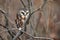 Northern Saw-Whet Owl