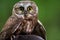 Northern saw-whet owl