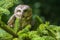 Northern Saw-whet Owl