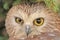 Northern Saw-whet Owl (Aegolius acadicus)