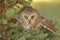 Northern Saw-whet Owl (Aegolius acadicus)