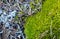 Northern Scandinavian moss close-up