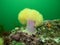 Northern sea anemone