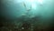 Northern sea lion mammal animal underwater on seabed of Sea of Okhotsk.