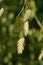 Northern Sea Oats