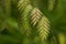 Northern Sea Oats (Chasmanthium latifolium) Ornamental Grass