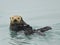 Northern Sea Otter in Resurrection Bay Alaska