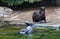 Northern seals swim in the water, resting on the shore. Marine animals, mammals