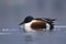 Northern Shoveler