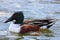 Northern Shoveler