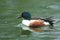 Northern shoveler