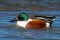 Northern Shoveler