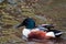 Northern Shoveler