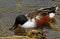 Northern Shoveler