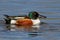 Northern Shoveler (Anas clypeata)